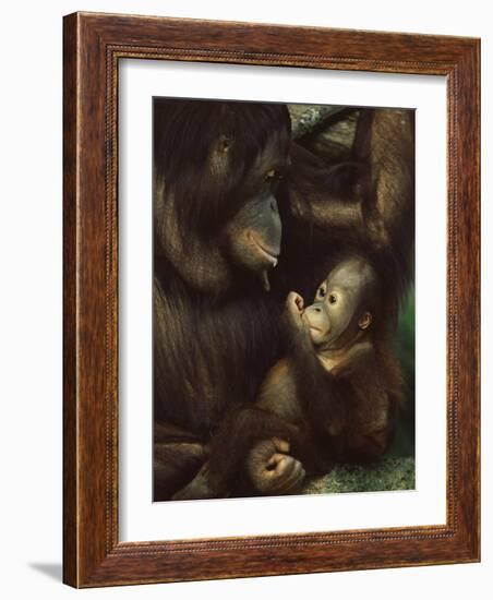 Orang Utan Mother and Baby, Pongo Pygamaeus, in Captivity, Singapore Zoo, Singapore-Ann & Steve Toon-Framed Photographic Print