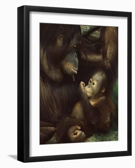 Orang Utan Mother and Baby, Pongo Pygamaeus, in Captivity, Singapore Zoo, Singapore-Ann & Steve Toon-Framed Photographic Print