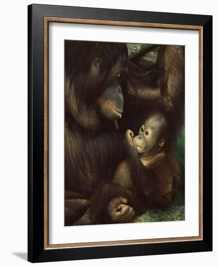 Orang Utan Mother and Baby, Pongo Pygamaeus, in Captivity, Singapore Zoo, Singapore-Ann & Steve Toon-Framed Photographic Print