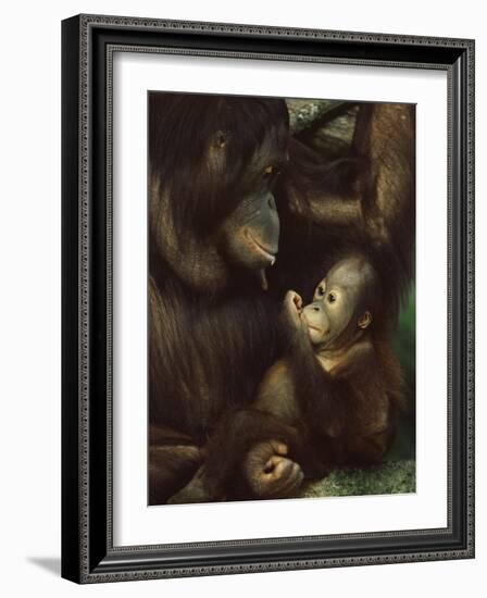 Orang Utan Mother and Baby, Pongo Pygamaeus, in Captivity, Singapore Zoo, Singapore-Ann & Steve Toon-Framed Photographic Print