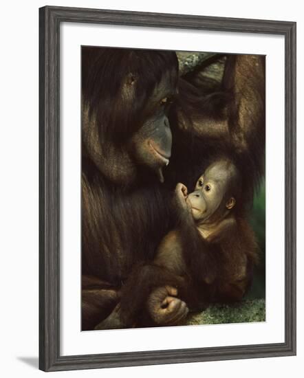 Orang Utan Mother and Baby, Pongo Pygamaeus, in Captivity, Singapore Zoo, Singapore-Ann & Steve Toon-Framed Photographic Print