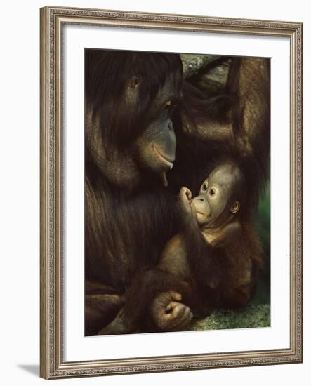 Orang Utan Mother and Baby, Pongo Pygamaeus, in Captivity, Singapore Zoo, Singapore-Ann & Steve Toon-Framed Photographic Print