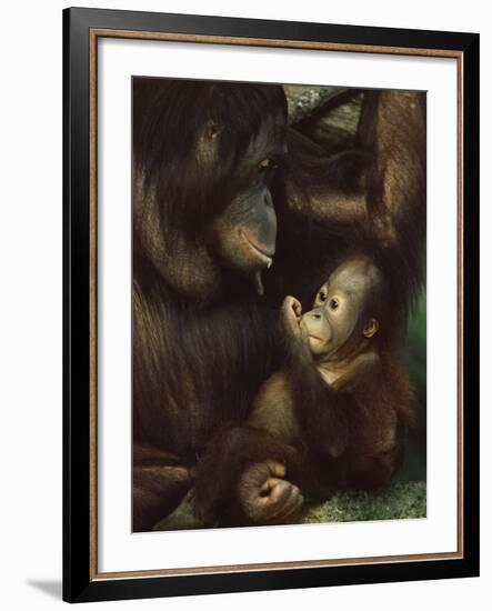 Orang Utan Mother and Baby, Pongo Pygamaeus, in Captivity, Singapore Zoo, Singapore-Ann & Steve Toon-Framed Photographic Print