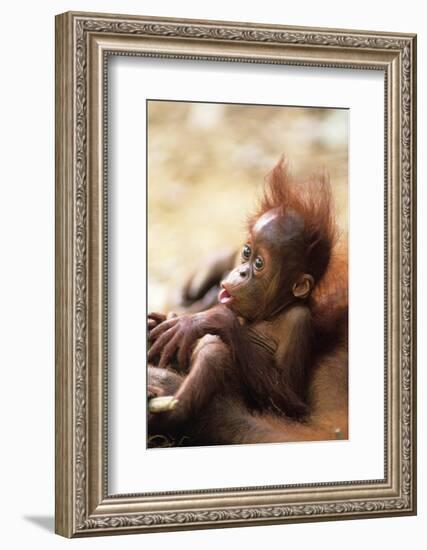 Orang-Utan (Pongo Pygmaeus) Holding Young, Close-Up, Gunung Leuser National Park, Indonesia-Anup Shah-Framed Photographic Print