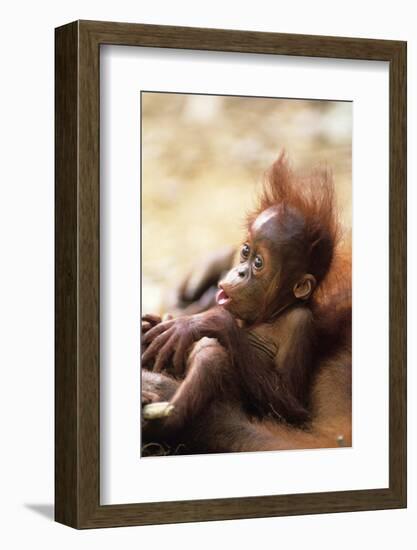 Orang-Utan (Pongo Pygmaeus) Holding Young, Close-Up, Gunung Leuser National Park, Indonesia-Anup Shah-Framed Photographic Print