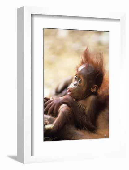 Orang-Utan (Pongo Pygmaeus) Holding Young, Close-Up, Gunung Leuser National Park, Indonesia-Anup Shah-Framed Photographic Print
