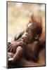 Orang-Utan (Pongo Pygmaeus) Holding Young, Close-Up, Gunung Leuser National Park, Indonesia-Anup Shah-Mounted Photographic Print