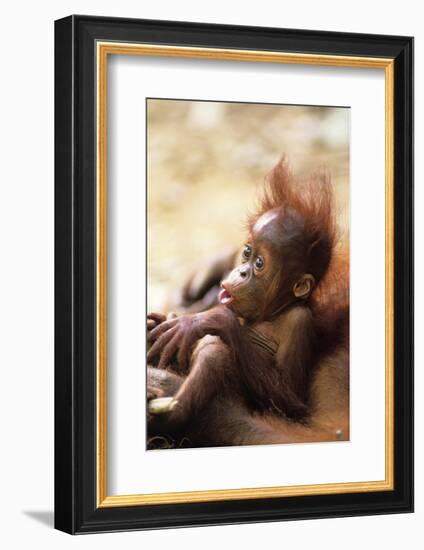 Orang-Utan (Pongo Pygmaeus) Holding Young, Close-Up, Gunung Leuser National Park, Indonesia-Anup Shah-Framed Photographic Print