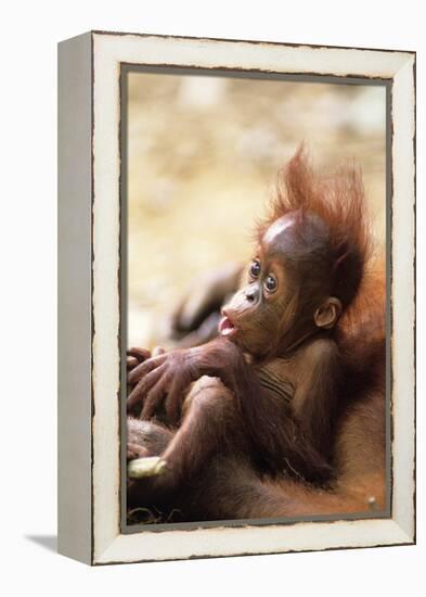 Orang-Utan (Pongo Pygmaeus) Holding Young, Close-Up, Gunung Leuser National Park, Indonesia-Anup Shah-Framed Premier Image Canvas