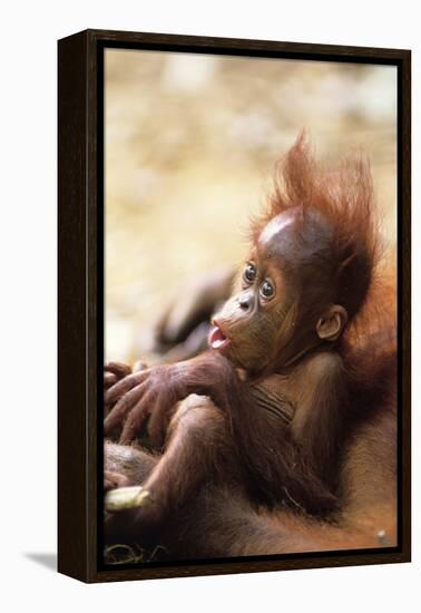 Orang-Utan (Pongo Pygmaeus) Holding Young, Close-Up, Gunung Leuser National Park, Indonesia-Anup Shah-Framed Premier Image Canvas