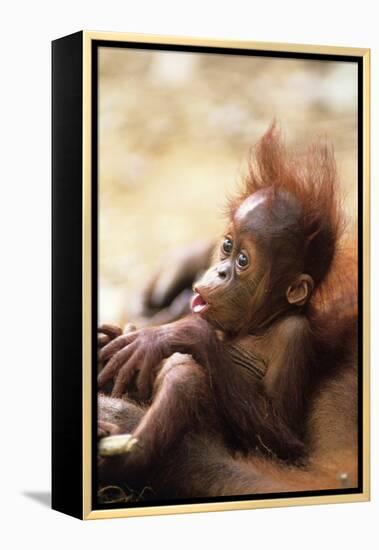 Orang-Utan (Pongo Pygmaeus) Holding Young, Close-Up, Gunung Leuser National Park, Indonesia-Anup Shah-Framed Premier Image Canvas
