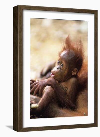 Orang-Utan (Pongo Pygmaeus) Holding Young, Close-Up, Gunung Leuser National Park, Indonesia-Anup Shah-Framed Premium Photographic Print