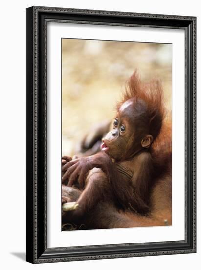 Orang-Utan (Pongo Pygmaeus) Holding Young, Close-Up, Gunung Leuser National Park, Indonesia-Anup Shah-Framed Premium Photographic Print