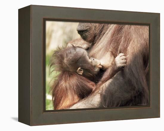 Orang-Utan (Pongo Pygmaeus), Mother and Young, in Captivity, Apenheul Zoo, Netherlands (Holland)-Thorsten Milse-Framed Premier Image Canvas