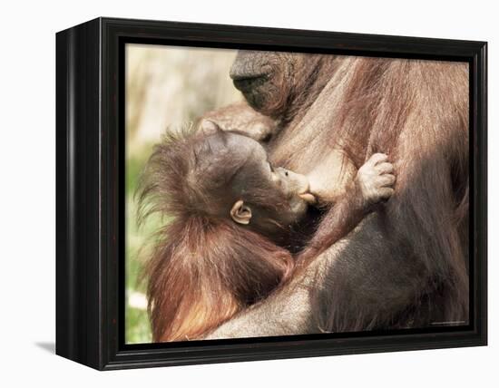 Orang-Utan (Pongo Pygmaeus), Mother and Young, in Captivity, Apenheul Zoo, Netherlands (Holland)-Thorsten Milse-Framed Premier Image Canvas