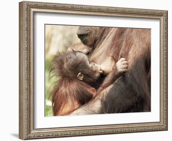 Orang-Utan (Pongo Pygmaeus), Mother and Young, in Captivity, Apenheul Zoo, Netherlands (Holland)-Thorsten Milse-Framed Photographic Print