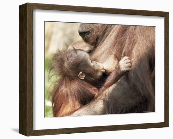 Orang-Utan (Pongo Pygmaeus), Mother and Young, in Captivity, Apenheul Zoo, Netherlands (Holland)-Thorsten Milse-Framed Photographic Print