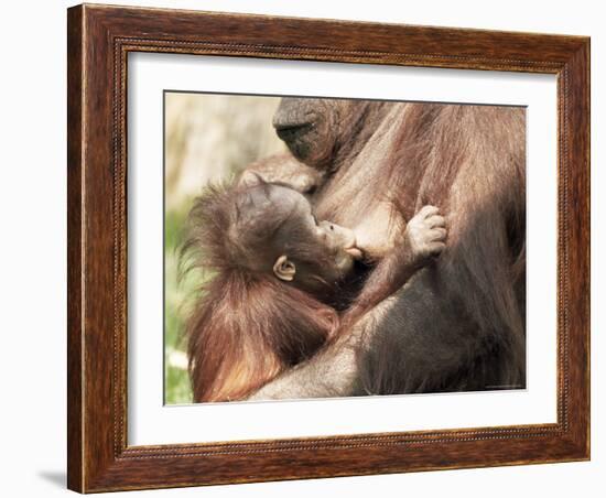 Orang-Utan (Pongo Pygmaeus), Mother and Young, in Captivity, Apenheul Zoo, Netherlands (Holland)-Thorsten Milse-Framed Photographic Print