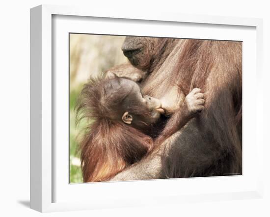 Orang-Utan (Pongo Pygmaeus), Mother and Young, in Captivity, Apenheul Zoo, Netherlands (Holland)-Thorsten Milse-Framed Photographic Print