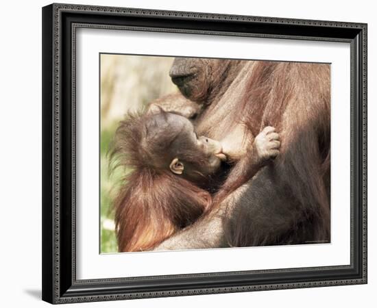 Orang-Utan (Pongo Pygmaeus), Mother and Young, in Captivity, Apenheul Zoo, Netherlands (Holland)-Thorsten Milse-Framed Photographic Print