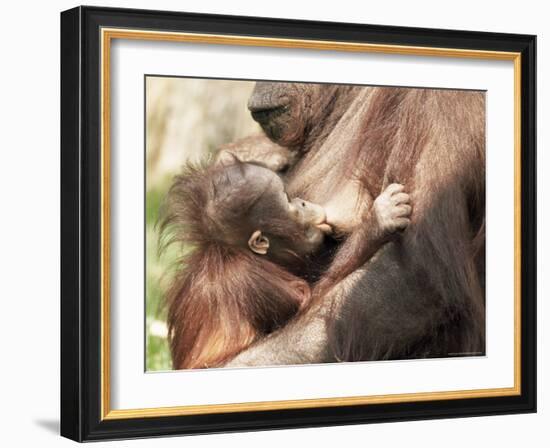 Orang-Utan (Pongo Pygmaeus), Mother and Young, in Captivity, Apenheul Zoo, Netherlands (Holland)-Thorsten Milse-Framed Photographic Print