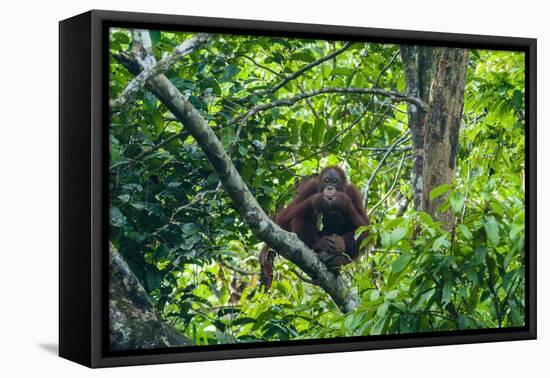 Orang-Utan (Pongo Pygmaeus)-Nico Tondini-Framed Premier Image Canvas