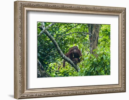 Orang-Utan (Pongo Pygmaeus)-Nico Tondini-Framed Photographic Print