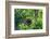 Orang-Utan (Pongo Pygmaeus)-Nico Tondini-Framed Photographic Print