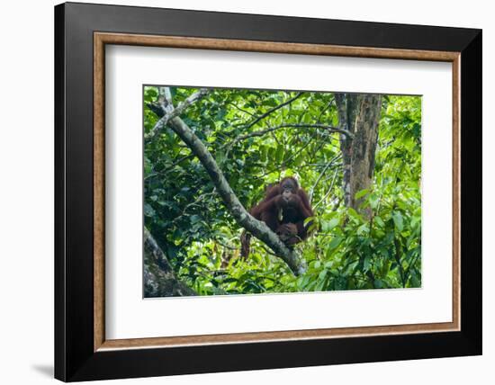 Orang-Utan (Pongo Pygmaeus)-Nico Tondini-Framed Photographic Print