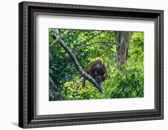 Orang-Utan (Pongo Pygmaeus)-Nico Tondini-Framed Photographic Print