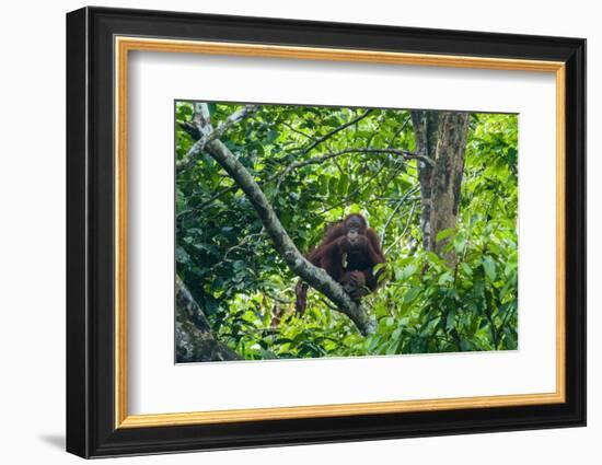 Orang-Utan (Pongo Pygmaeus)-Nico Tondini-Framed Photographic Print