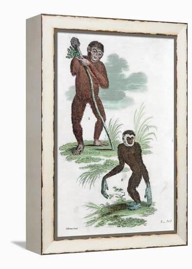 Orang Utang and Gibbon, 1822-null-Framed Premier Image Canvas