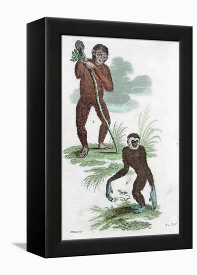 Orang Utang and Gibbon, 1822-null-Framed Premier Image Canvas