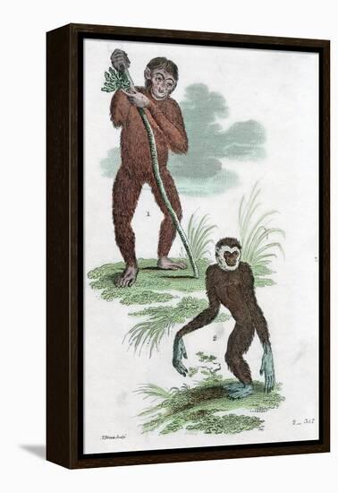 Orang Utang and Gibbon, 1822-null-Framed Premier Image Canvas