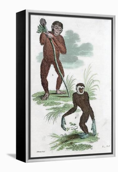 Orang Utang and Gibbon, 1822-null-Framed Premier Image Canvas