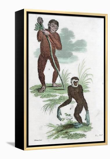 Orang Utang and Gibbon, 1822-null-Framed Premier Image Canvas