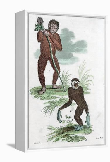 Orang Utang and Gibbon, 1822-null-Framed Premier Image Canvas