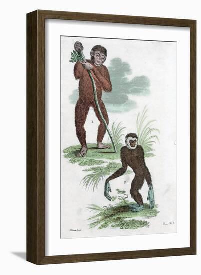 Orang Utang and Gibbon, 1822-null-Framed Giclee Print