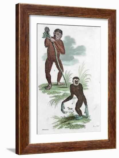 Orang Utang and Gibbon, 1822-null-Framed Giclee Print