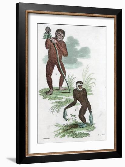 Orang Utang and Gibbon, 1822-null-Framed Giclee Print