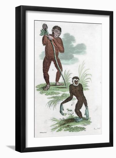 Orang Utang and Gibbon, 1822-null-Framed Giclee Print