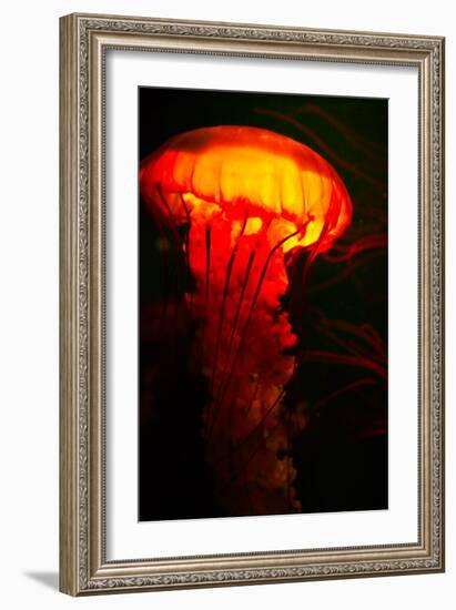 Orange and black-Peter Morneau-Framed Art Print