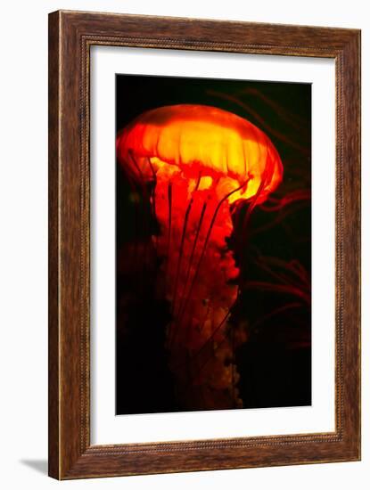 Orange and black-Peter Morneau-Framed Art Print