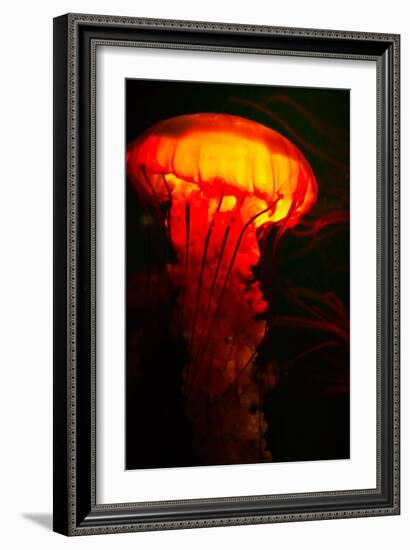 Orange and black-Peter Morneau-Framed Art Print