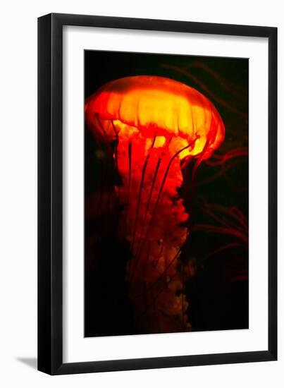 Orange and black-Peter Morneau-Framed Art Print