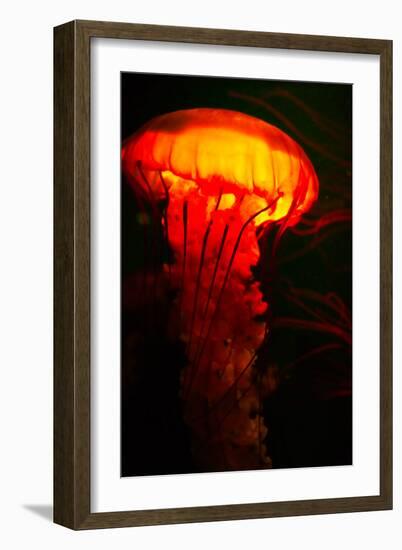 Orange and black-Peter Morneau-Framed Art Print