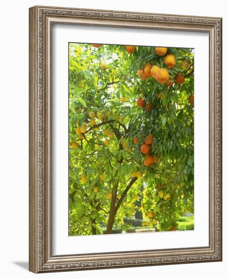 Orange and Lemon Trees in the Alcazar Gardens, Cordoba, Andalucia, Spain, Europe-Newton Michael-Framed Photographic Print