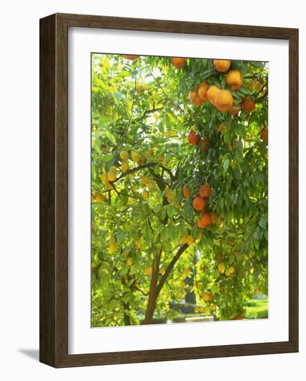 Orange and Lemon Trees in the Alcazar Gardens, Cordoba, Andalucia, Spain, Europe-Newton Michael-Framed Photographic Print