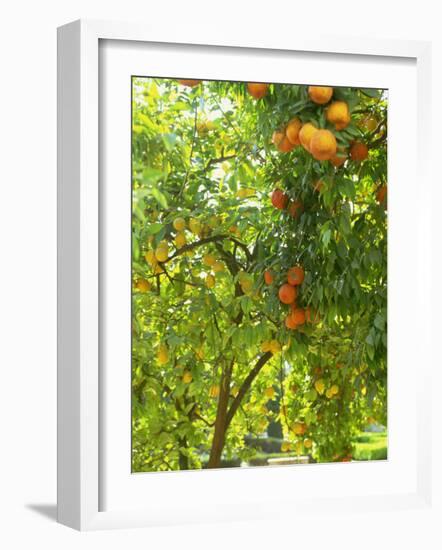 Orange and Lemon Trees in the Alcazar Gardens, Cordoba, Andalucia, Spain, Europe-Newton Michael-Framed Photographic Print