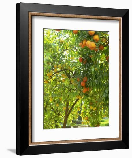 Orange and Lemon Trees in the Alcazar Gardens, Cordoba, Andalucia, Spain, Europe-Newton Michael-Framed Photographic Print